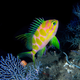 The Odontanthias borbonius in the deep reefs of the Philippines.